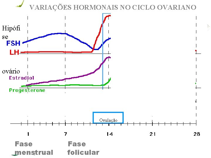 VARIAÇÕES HORMONAIS NO CICLO OVARIANO Hipófi se ovário Ovulação Fase menstrual Fase www. andremaiabio.