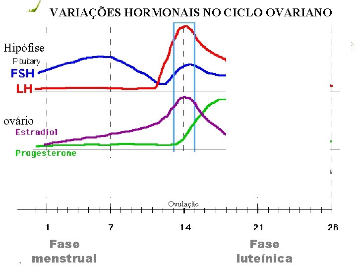 VARIAÇÕES HORMONAIS NO CICLO OVARIANO Hipófise ovário Ovulação Fase menstrual www. andremaiabio. com. br.