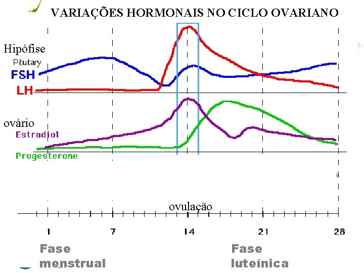 VARIAÇÕES HORMONAIS NO CICLO OVARIANO Hipófise ovário Tº basal do corpo ovulação Fase menstrual