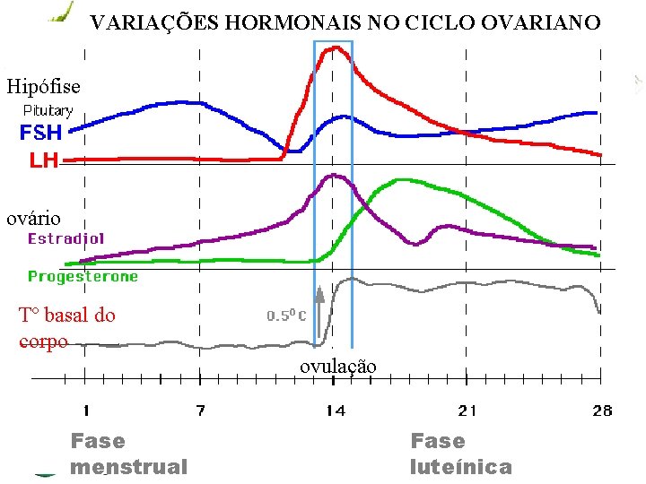 VARIAÇÕES HORMONAIS NO CICLO OVARIANO Hipófise ovário Tº basal do corpo ovulação Fase menstrual