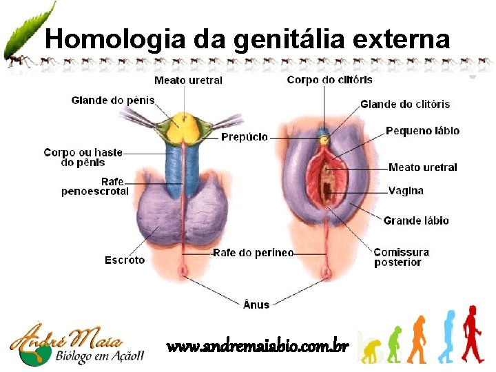 Homologia da genitália externa www. andremaiabio. com. br 