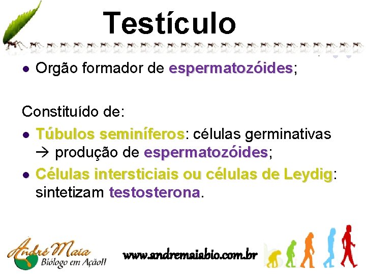 Testículo l Orgão formador de espermatozóides; espermatozóides Constituído de: l Túbulos seminíferos: seminíferos células