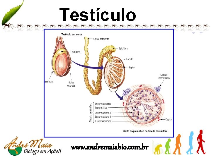 Testículo www. andremaiabio. com. br 