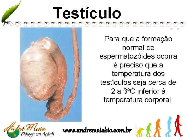 Testículo Para que a formação normal de espermatozóides ocorra é preciso que a temperatura