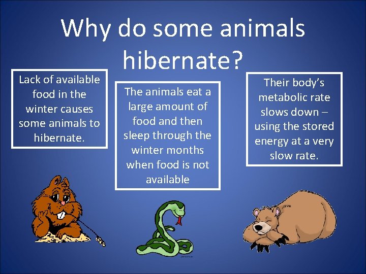 Why do some animals hibernate? Lack of available food in the winter causes some