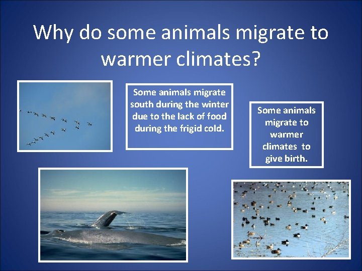 Why do some animals migrate to warmer climates? Some animals migrate south during the