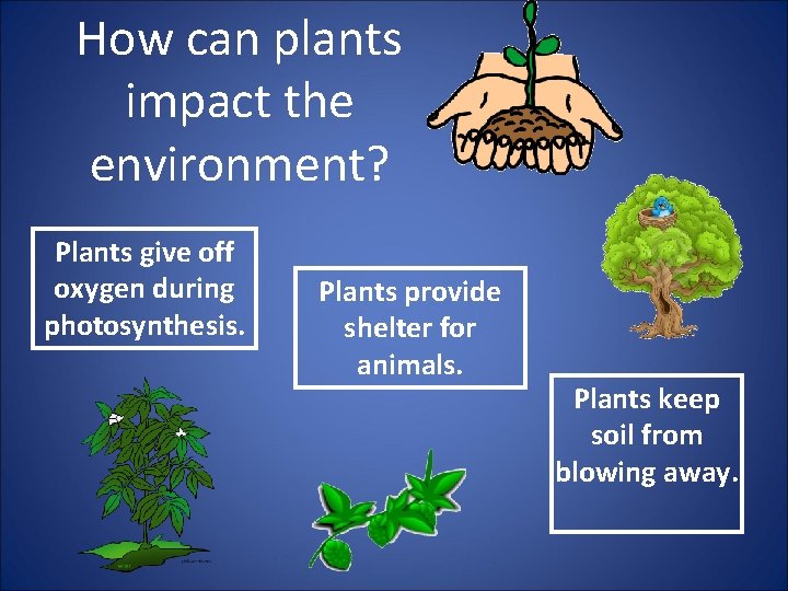 How can plants impact the environment? Plants give off oxygen during photosynthesis. Plants provide