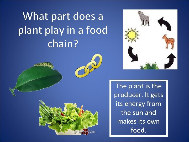 What part does a plant play in a food chain? The plant is the