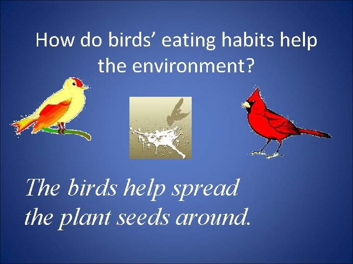 How do birds’ eating habits help the environment? The birds help spread the plant