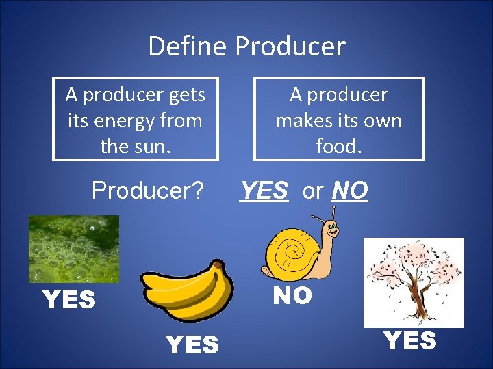 Define Producer A producer gets its energy from the sun. Producer? A producer makes