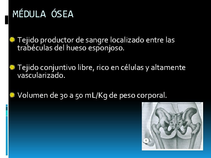 MÉDULA ÓSEA Tejido productor de sangre localizado entre las trabéculas del hueso esponjoso. Tejido