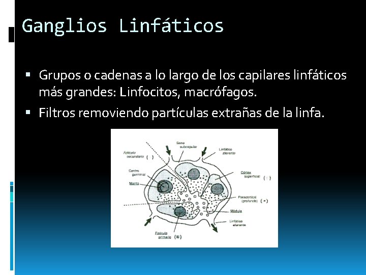 Ganglios Linfáticos Grupos o cadenas a lo largo de los capilares linfáticos más grandes: