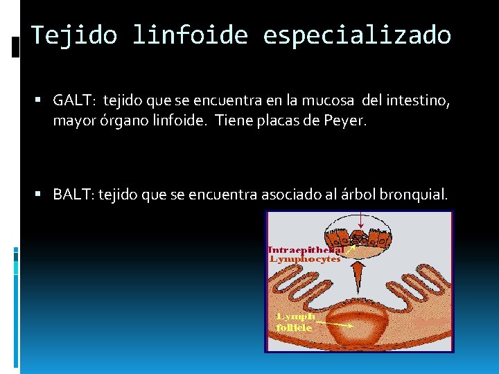 Tejido linfoide especializado GALT: tejido que se encuentra en la mucosa del intestino, mayor