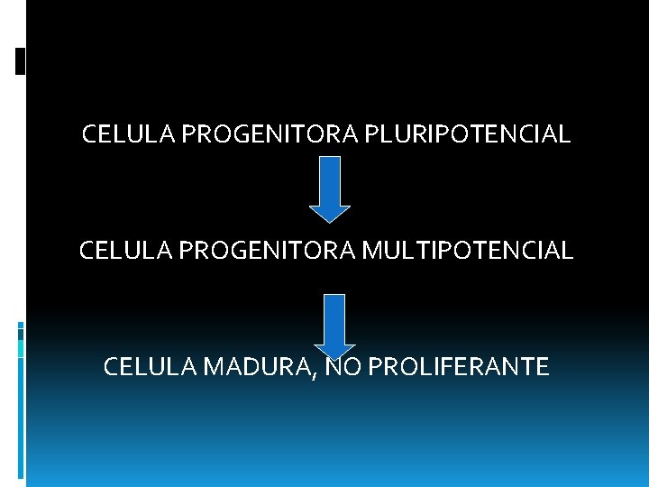 CELULA PROGENITORA PLURIPOTENCIAL CELULA PROGENITORA MULTIPOTENCIAL CELULA MADURA, NO PROLIFERANTE 