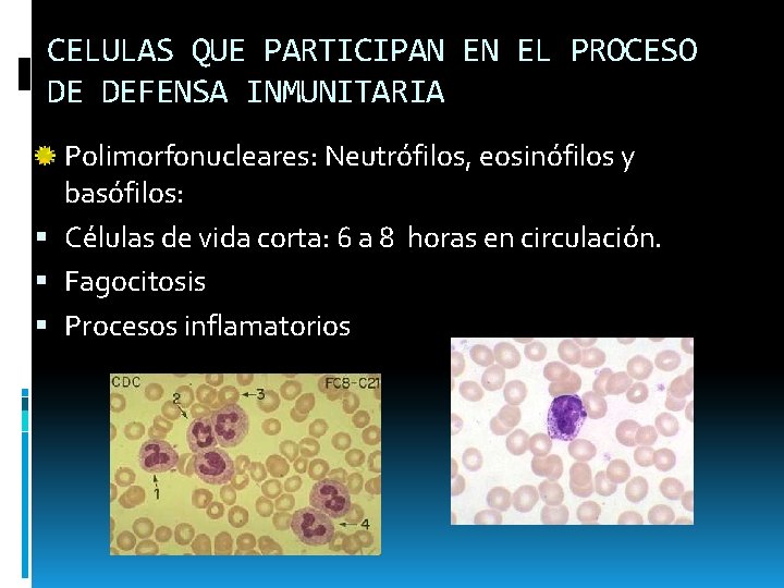 CELULAS QUE PARTICIPAN EN EL PROCESO DE DEFENSA INMUNITARIA Polimorfonucleares: Neutrófilos, eosinófilos y basófilos: