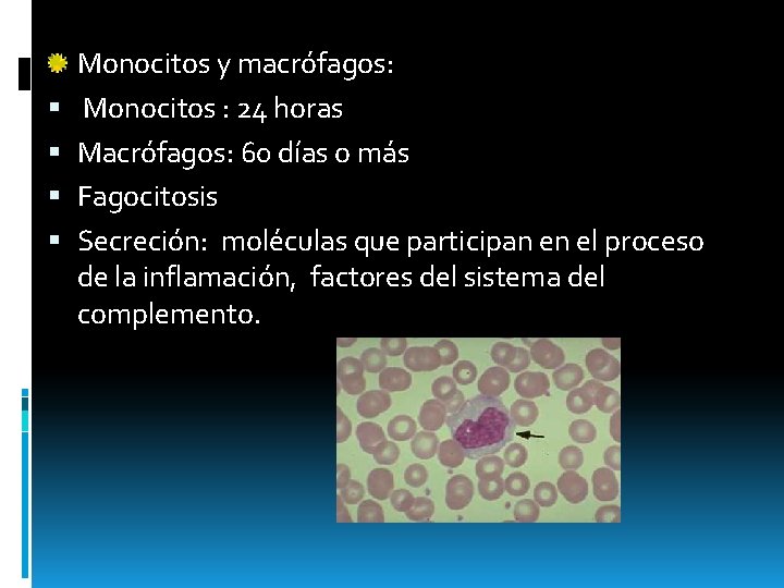  Monocitos y macrófagos: Monocitos : 24 horas Macrófagos: 60 días o más Fagocitosis