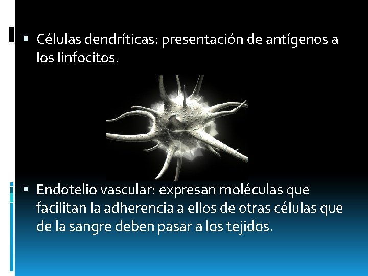  Células dendríticas: presentación de antígenos a los linfocitos. Endotelio vascular: expresan moléculas que