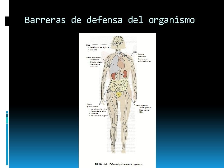 Barreras de defensa del organismo 