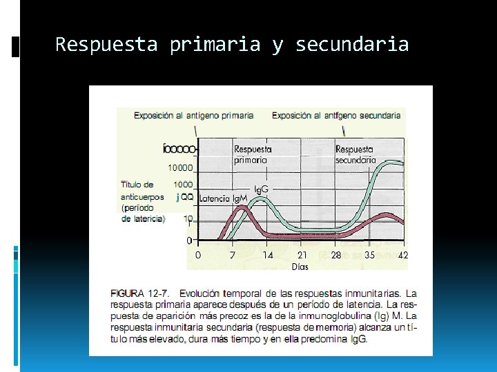 Respuesta primaria y secundaria 