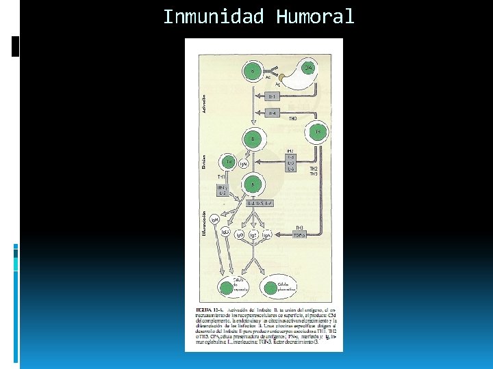 Inmunidad Humoral 