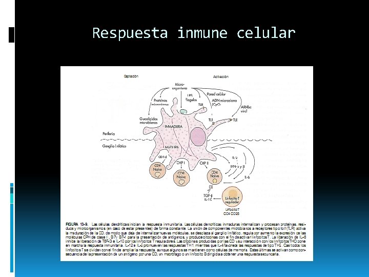 Respuesta inmune celular 