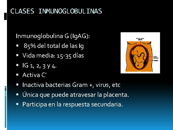 CLASES INMUNOGLOBULINAS Inmunoglobulina G (Ig. AG): 85% del total de las Ig Vida media: