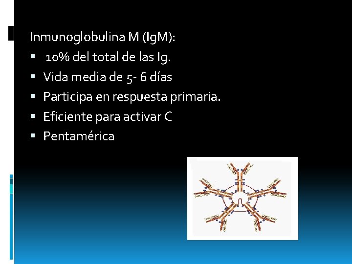 Inmunoglobulina M (Ig. M): 10% del total de las Ig. Vida media de 5
