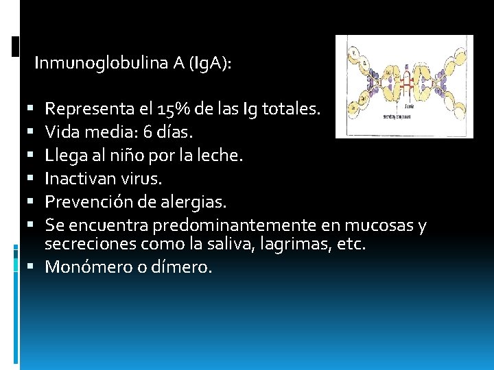 Inmunoglobulina A (Ig. A): Representa el 15% de las Ig totales. Vida media: 6