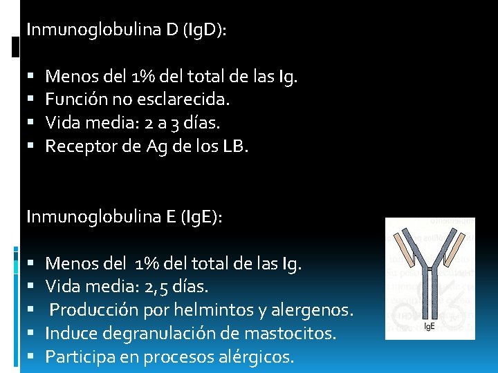 Inmunoglobulina D (Ig. D): Menos del 1% del total de las Ig. Función no