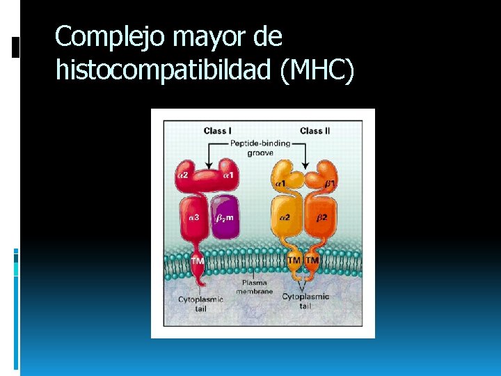 Complejo mayor de histocompatibildad (MHC) 