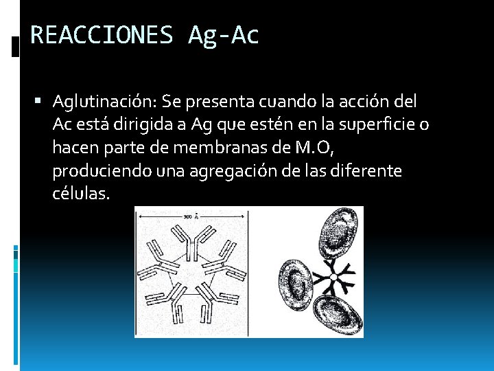 REACCIONES Ag-Ac Aglutinación: Se presenta cuando la acción del Ac está dirigida a Ag