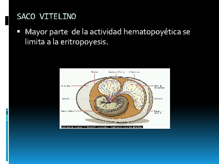 SACO VITELINO Mayor parte de la actividad hematopoyética se limita a la eritropoyesis. 