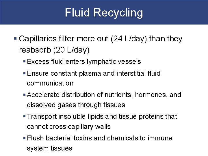 Fluid Recycling § Capillaries filter more out (24 L/day) than they reabsorb (20 L/day)