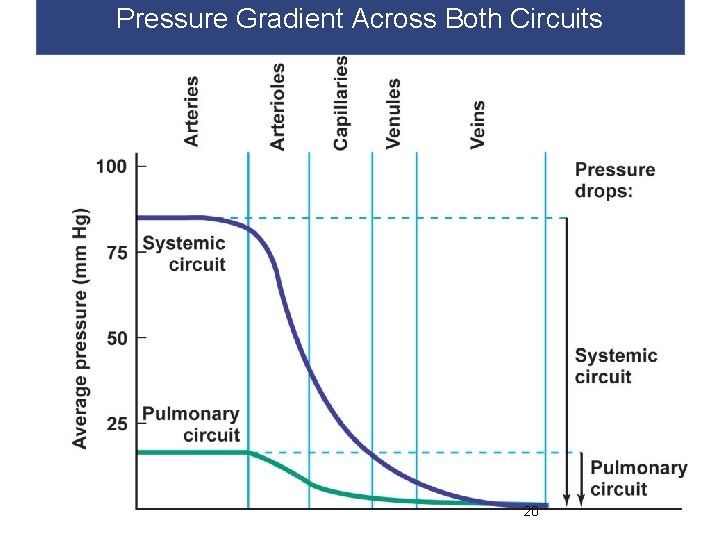 Pressure Gradient Across Both Circuits 20 