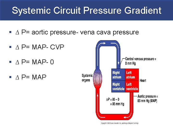 Systemic Circuit Pressure Gradient § ∆ P= aortic pressure- vena cava pressure § ∆