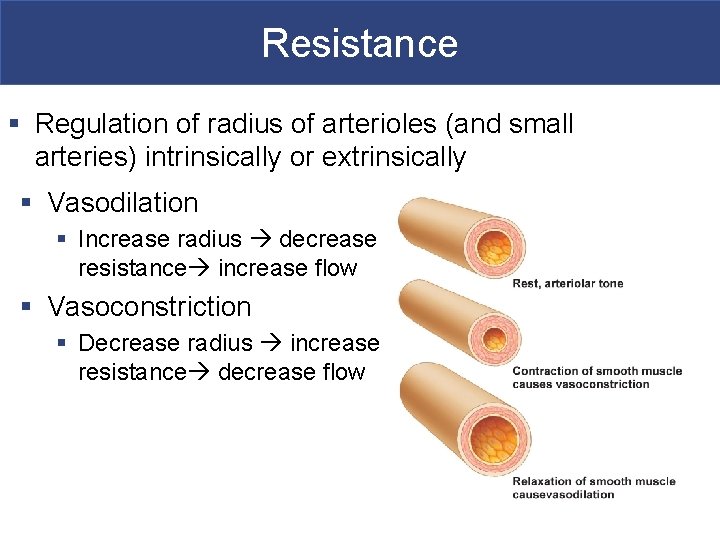 Resistance § Regulation of radius of arterioles (and small arteries) intrinsically or extrinsically §