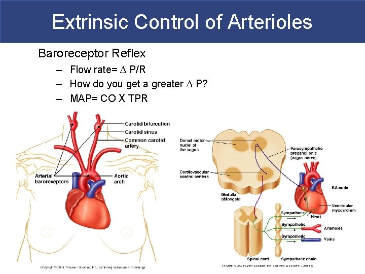 Extrinsic Control of Arterioles Baroreceptor Reflex – Flow rate= ∆ P/R – How do