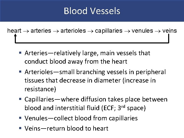 Blood Vessels heart arteries arterioles capillaries venules veins § Arteries—relatively large, main vessels that