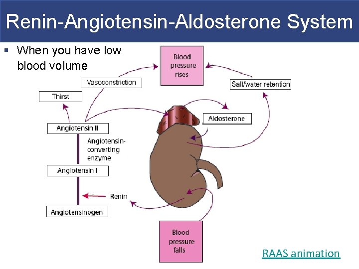 Renin-Angiotensin-Aldosterone System § When you have low blood volume RAAS animation 