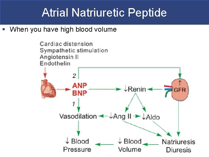 Atrial Natriuretic Peptide § When you have high blood volume 