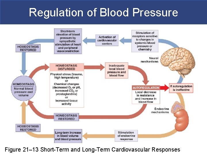 Regulation of Blood Pressure Figure 21– 13 Short-Term and Long-Term Cardiovascular Responses 