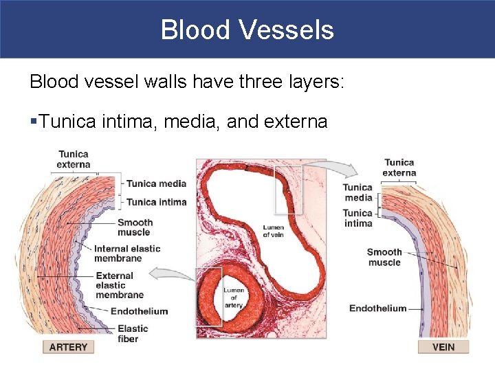 Blood Vessels Blood vessel walls have three layers: §Tunica intima, media, and externa 