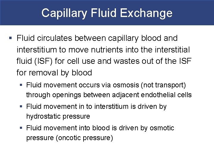 Capillary Fluid Exchange § Fluid circulates between capillary blood and interstitium to move nutrients