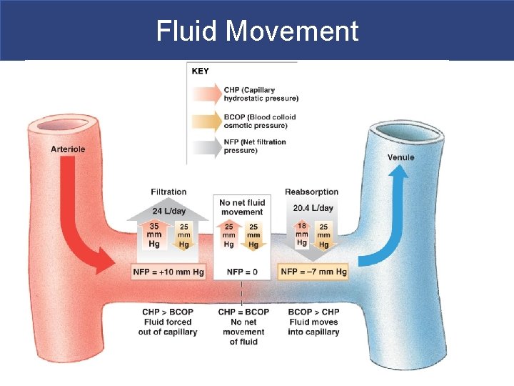 Fluid Movement 