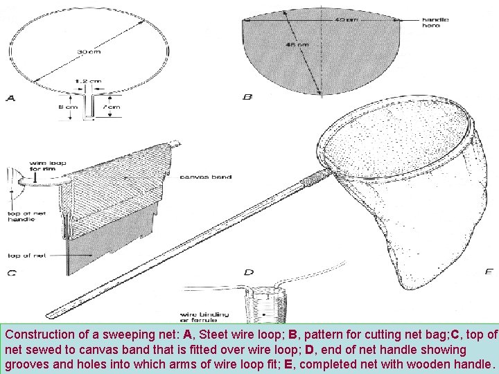 Construction of a sweeping net: A, Steet wire loop; B, pattern for cutting net