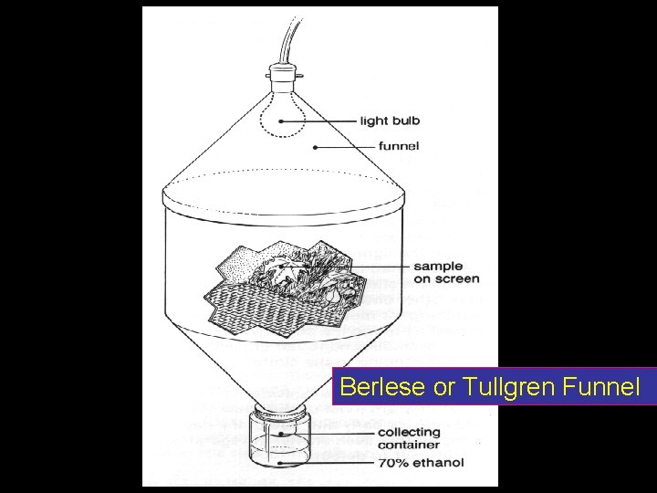 Berlese or Tullgren Funnel 