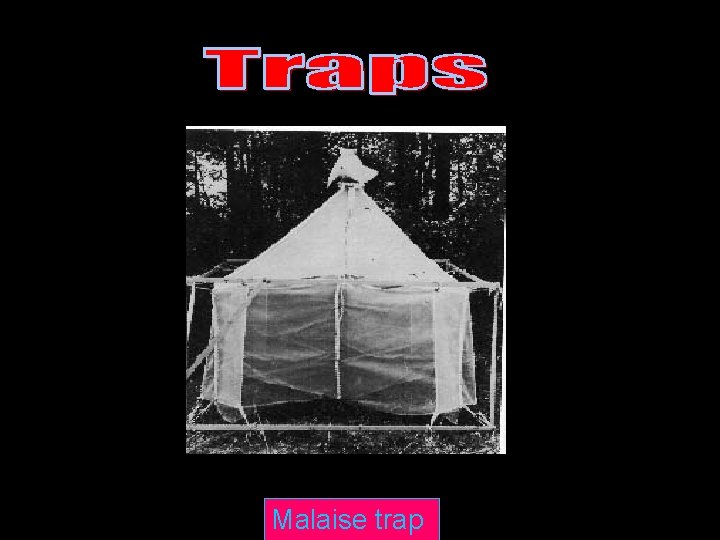 Traps Malaise trap 