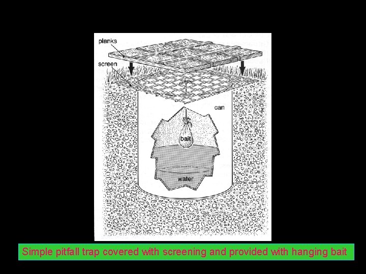 Simple pitfall trap covered with screening and provided with hanging bait 