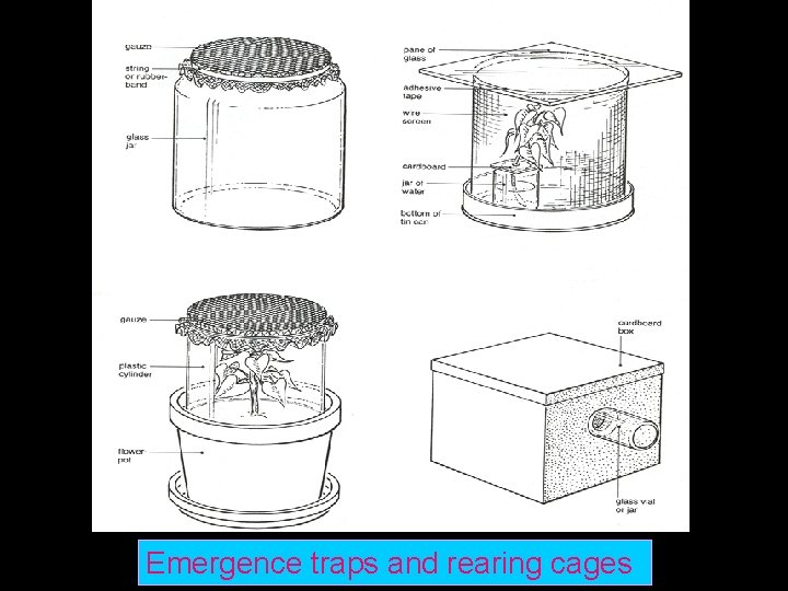 Emergence traps and rearing cages 