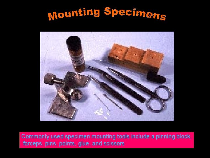 Commonly used specimen mounting tools include a pinning block, forceps, pins, points, glue, and